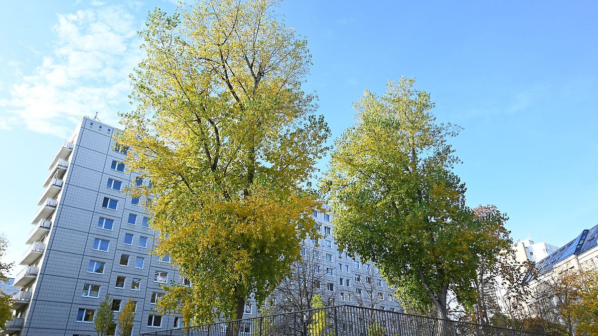 Berlin & Brandenburg: Verkehrsclub: Beim Baumgesetz Verkehrsplanung mitdenken