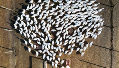 Berlin & Brandenburg: Vogelgrippe in weiteren Geflügelhaltungen nachgewiesen