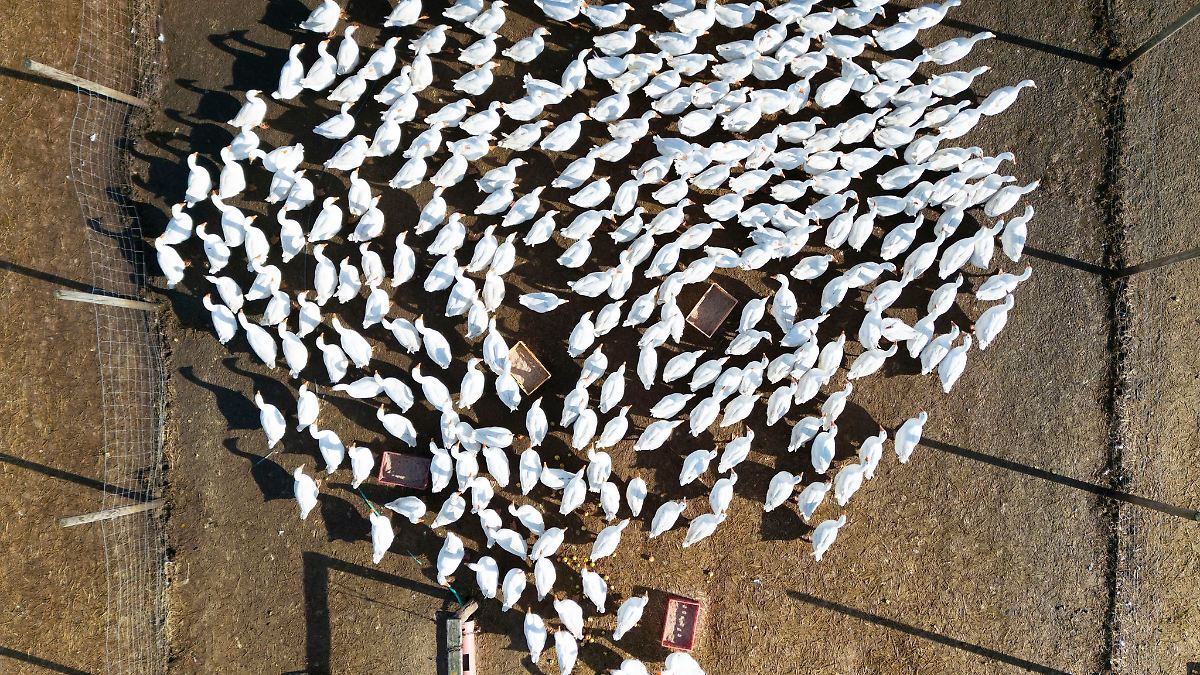 Berlin & Brandenburg: Vogelgrippe in weiteren Geflügelhaltungen nachgewiesen