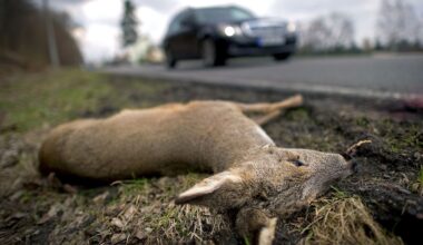 Berlin & Brandenburg: Zuletzt deutlicher Anstieg bei Wildunfällen - ADAC mahnt