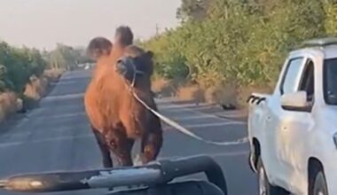 Gelächter an der Front: Ukraine-Soldaten entdecken Kamel bei russischer Stellung