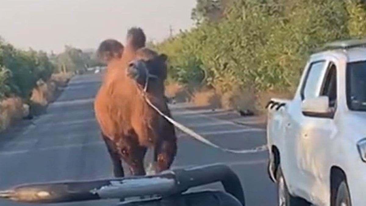 Gelächter an der Front: Ukraine-Soldaten entdecken Kamel bei russischer Stellung