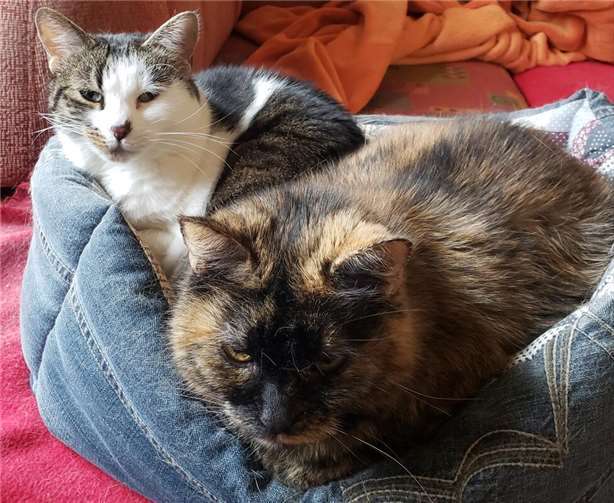 Kiwi (links) und Schildpatt-Katze Lany (rechts) (Freisheim). Beide sind 15 Jahre...