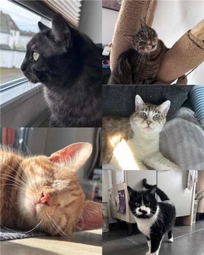 Lotte, Fidie, Elly, Leo und Felix (Rengsdorf). Zwischen 1 bis 15 Jahre alt. Leo ...