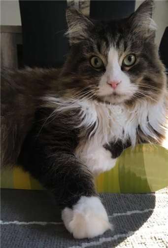 Mogli (Rengsdorf), leider bereits verstorben.