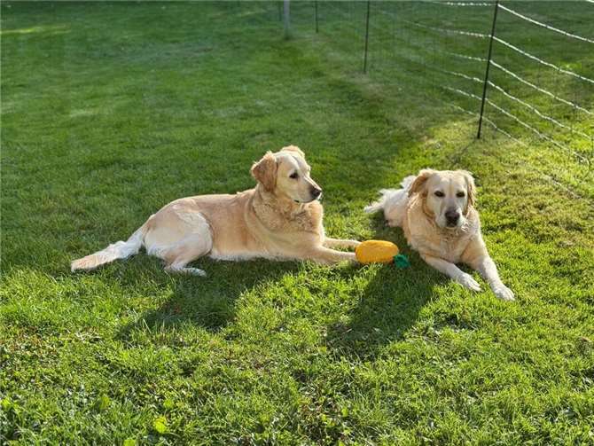 Nala und Luna (Windhagen) genießen die Herbstsonne. 