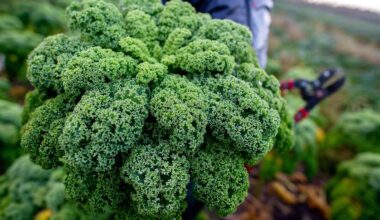 Niedersachsen & Bremen: Grünkohl wird teurer - Erste Ernte in Niedersachsen