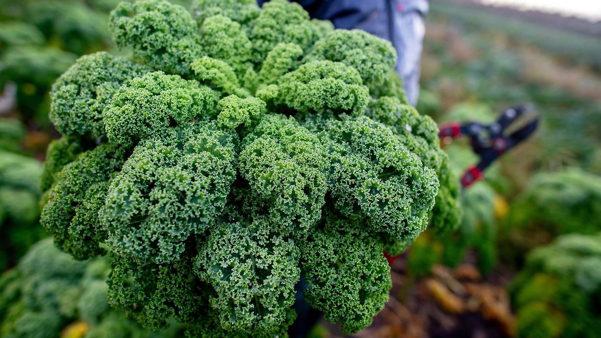 Niedersachsen & Bremen: Grünkohl wird teurer - Erste Ernte in Niedersachsen