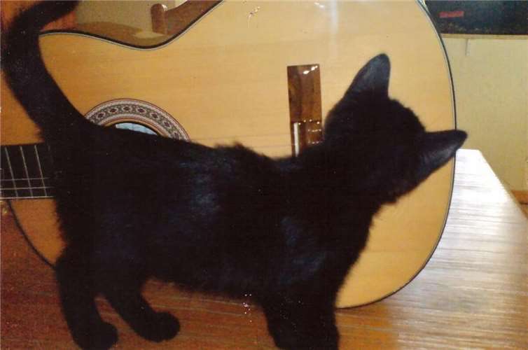 Nimo (Leutesdorf). 2008 eingezogen (Foto vom Einzug), inzwischen 17 Jahre alt un...