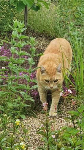 Nitschi Willi (Kruft). Lief vor 7 Jahren plötzlich im Stall rum, keiner wollte i...