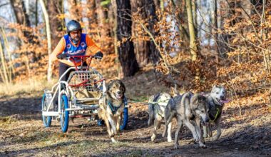 Berlin & Brandenburg: Saison-Auftakt für Schlittenhunde in der Lausitz