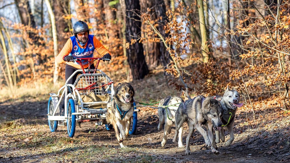 Berlin & Brandenburg: Saison-Auftakt für Schlittenhunde in der Lausitz