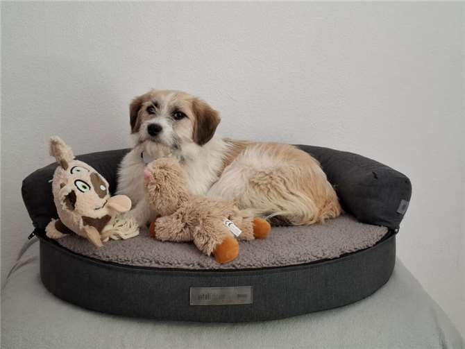 Odie (Münstermaifeld). 