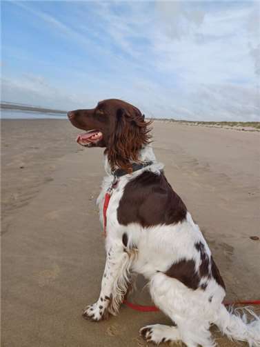 Odin (Oberwinter), 16 Monate alt, ein kleiner Münsterländer Rüde. 