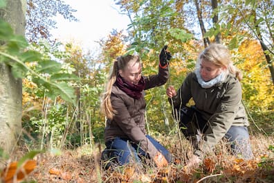Doktorandin Katharina Haupt (links) und Professorin Alexandra Erfmeier vermessen die angepflanzten Jungeschen in einem Waldstück in Lindau bei Gettorf und untersuchen sie auf Schädigungen.