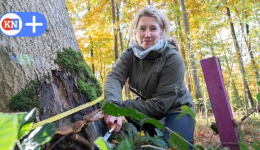 Wie ein invasiver Pilz im Norden Wälder verändert