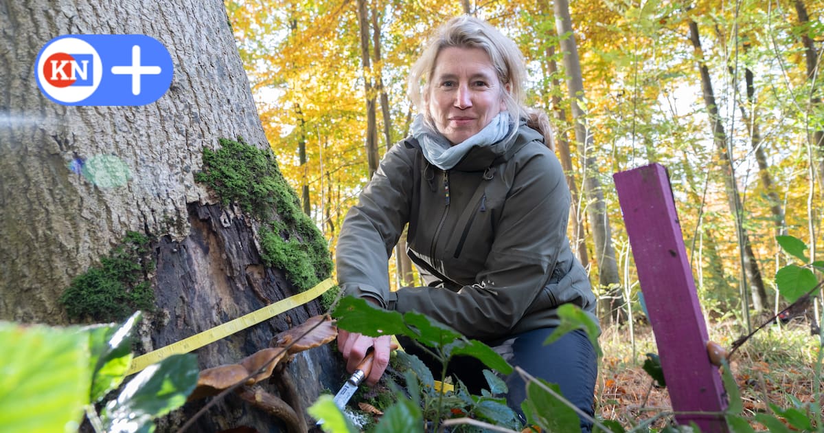 Wie ein invasiver Pilz im Norden Wälder verändert