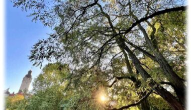 Nicht ewig Exoten: Fremde Pflanzen fügen sich rascher als gedacht ins Ökosystem ein