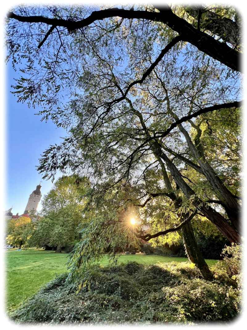 "Wanderte" vor 400 Jahren aus Amerika nach Europa ein: die Robinie. Foto: Ingmar Staude via Uni Leipzig