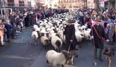 600 Tiere in historischer Altstadt: Hunderte Schafe ziehen durch Nürnberg