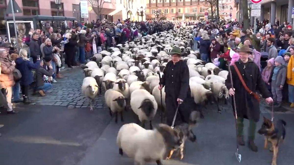 600 Tiere in historischer Altstadt: Hunderte Schafe ziehen durch Nürnberg