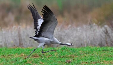 Toter Kranich in Alfter mit dem H5N1-Virus infiziert