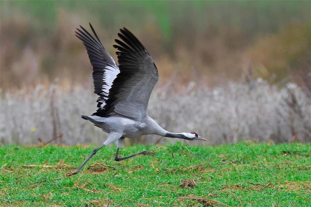 Toter Kranich in Alfter mit dem H5N1-Virus infiziert
