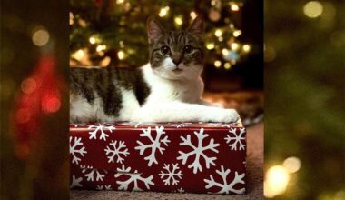 Tiere sind keine Weihnachtsgeschenke