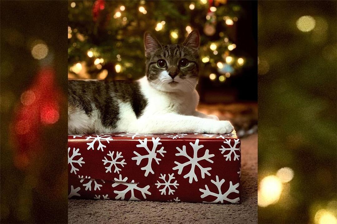 Tiere sind keine Weihnachtsgeschenke