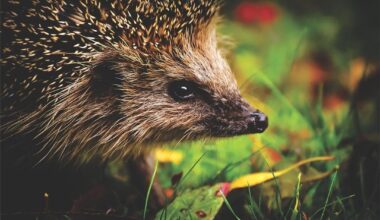Wildtiere bei Martinsfeuer schützen