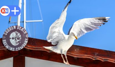 Darum soll man die diebischen Vögel anschreien