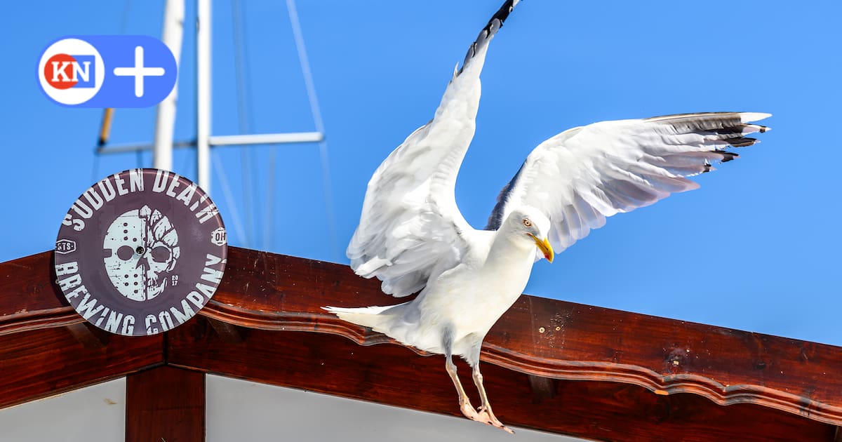 Darum soll man die diebischen Vögel anschreien