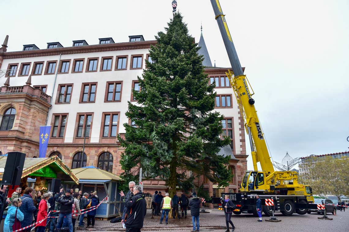 Aus dem Garten auf den Schlossplatz: Wiesbadener Weihnachtsbaum 2025
