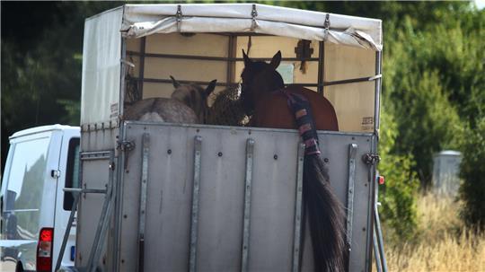 Werkzeuge und Sättel haben Diebe aus einem Pferdeanhänger und mehreren Citroën Jumper gestohlen. (Symbolbild)
