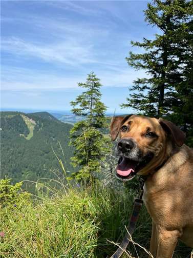 Willy (St. Katharinen).