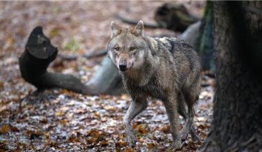 Wolf vermutlich durch Hannover gestreift