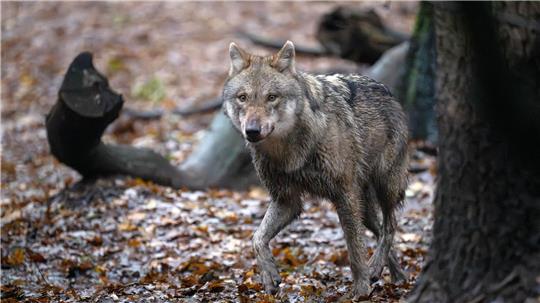 Wolf vermutlich durch Hannover gestreift