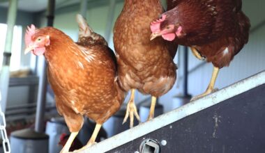 Solingen Remscheid Wuppertal: Vogelgrippe im Bergischen angekommen