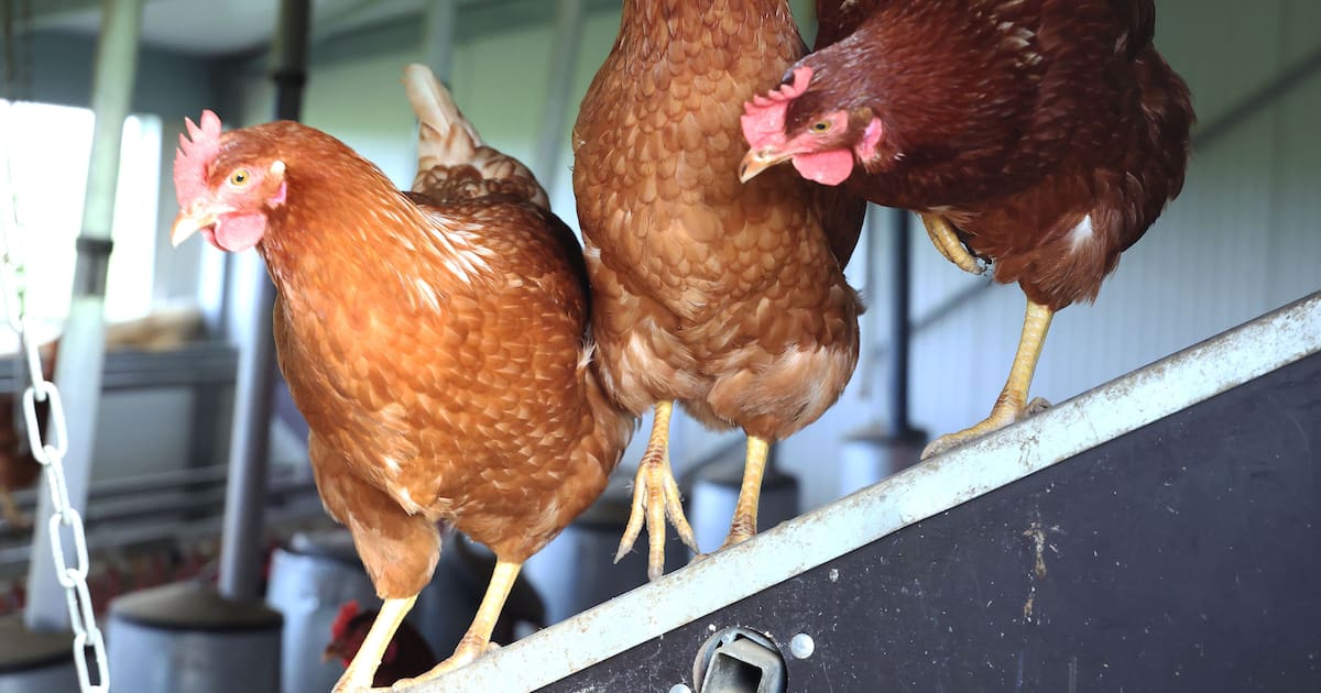 Solingen Remscheid Wuppertal: Vogelgrippe im Bergischen angekommen