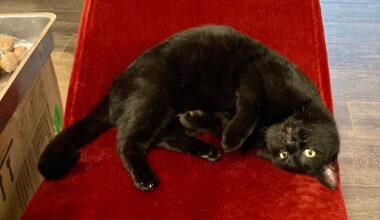 Der schwarze Katzen-Hafenmeister: Niemand weiß, wie er wirklich heißt. Aber alle wissen, dass er hier das Sagen hat.