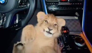 Polizei fahndet nach ihm: Mann rast mit Löwen-Baby durch Bremen | Regional