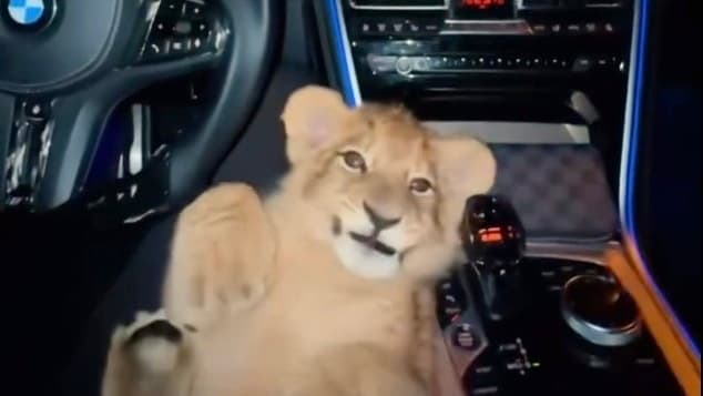 Polizei fahndet nach ihm: Mann rast mit Löwen-Baby durch Bremen | Regional