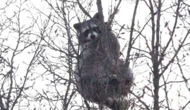 Waschbär in Baumkrone sorgt für Aufsehen