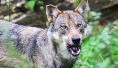 „Es wird kein Wolfsrudel in Hannover geben“