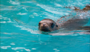 Zoo Duisburg treibt Bau der neuen Seelöwen-Anlage weiter voran – Rundschau Duisburg