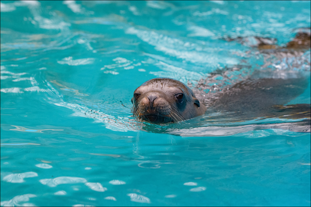 Zoo Duisburg treibt Bau der neuen Seelöwen-Anlage weiter voran – Rundschau Duisburg