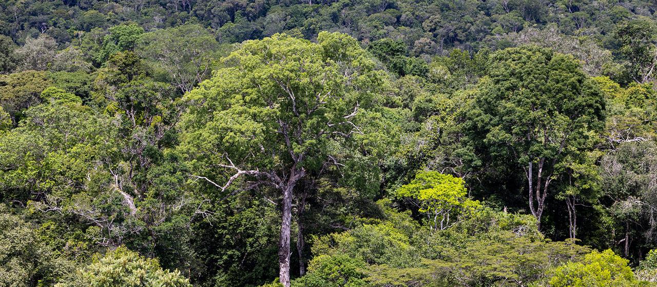 Blick auf den Regenwald in Manaus. | dpa Blick auf den Regenwald in Manaus.
