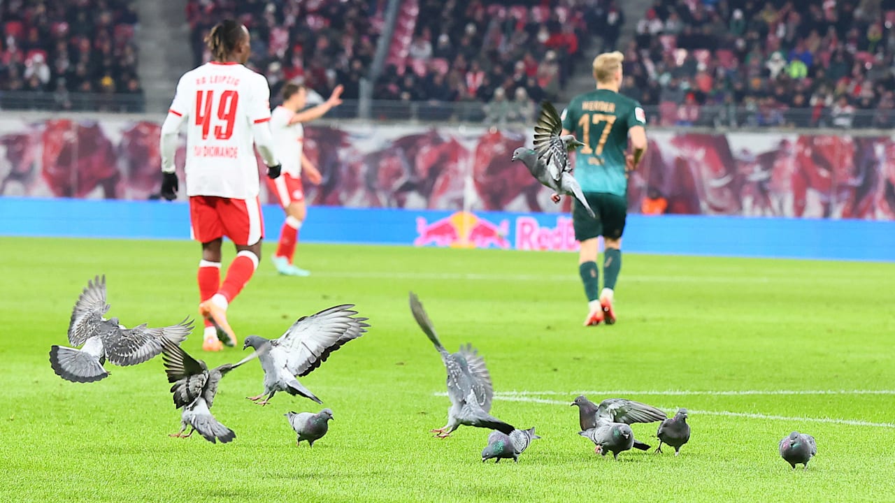 DFB-Pokal: Vogel-Alarm! Der verzweifelte Kampf von RB Leipzig gegen das Tauben-Problem | Sport