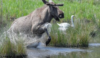 Kommt der Elch zurück nach Deutschland?