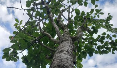 Einen Baum spenden und selbst pflanzen im Bürgerpark Nord Augsburg